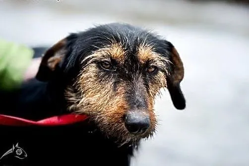 Adoptując Dżagera zyskujesz najlepszego przyjaciel
