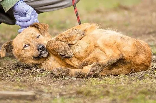 Rumba - delikata, nieśmiała suczka szuka ludzi o w