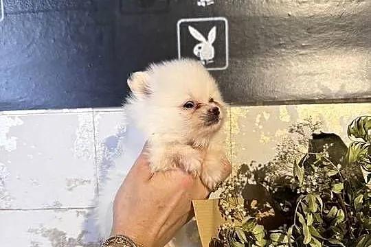 Szpic miniaturowy pomeranian dziewczynka, Śląskie, Poniszowice