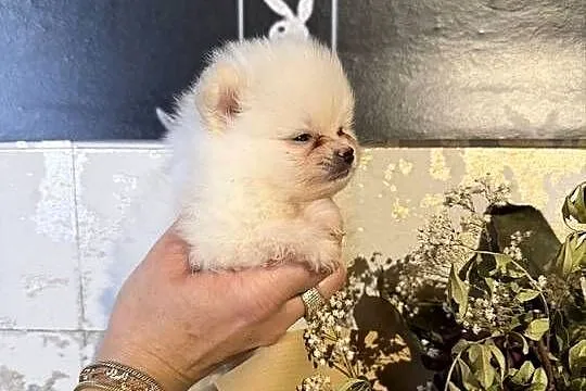 Szpic miniaturowy pomeranian dziewczynka, Śląskie, Poniszowice