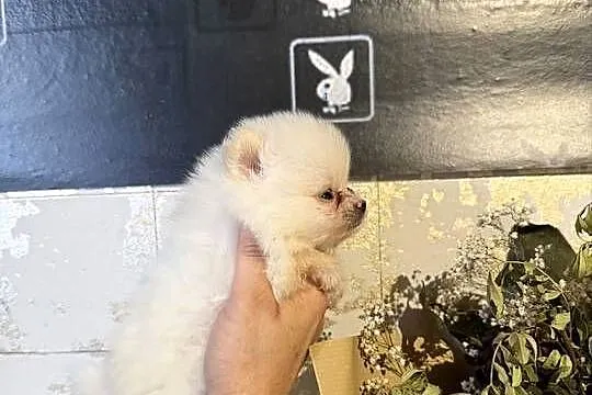Szpic miniaturowy pomeranian dziewczynka, Śląskie, Poniszowice