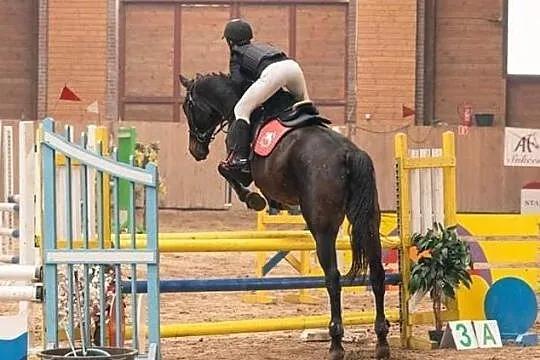 Koń profesor dla amatora, , 