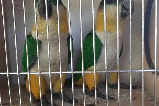 Barwinki czarnogłowe pary 24r, Małopolskie, Skała