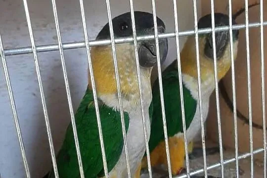 Barwinki czarnogłowe pary 24r, Małopolskie, Skała