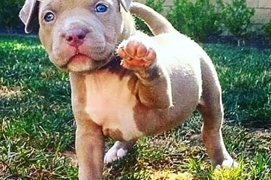 Przepiekna Amstaffy