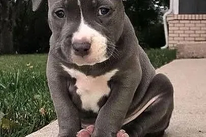 Przepiekna Amstaffy, Lubelskie, Lublin