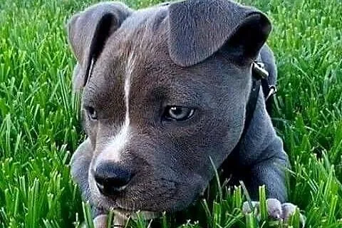 Przepiekna Amstaffy, Lubelskie, Lublin