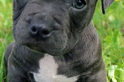 Przepiekna Amstaffy, Lubelskie, Lublin