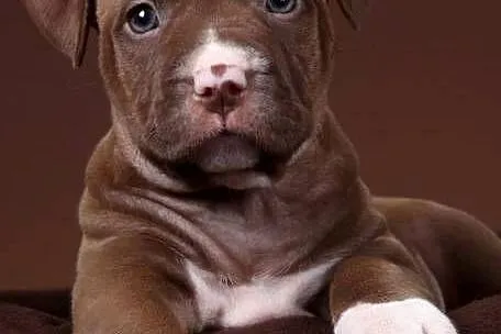 Przepiekna Amstaffy, Lubelskie, Lublin