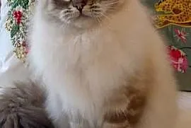 Kocurek ragdoll 2 letni Wrocław