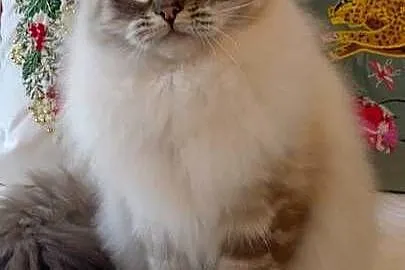 Kocurek ragdoll 2 letni Wrocław, Dolnośląskie