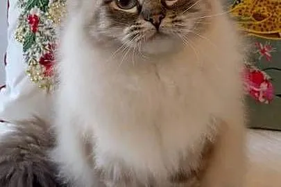Kocurek ragdoll 2 letni Wrocław, Dolnośląskie