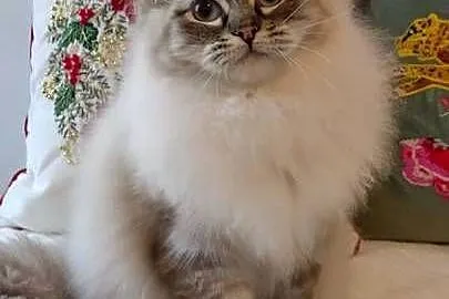 Kocurek ragdoll 2 letni Wrocław, Dolnośląskie