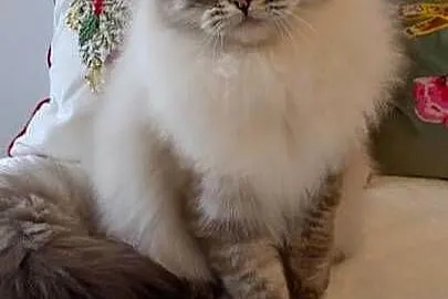 Kocurek ragdoll 2 letni Wrocław, Dolnośląskie