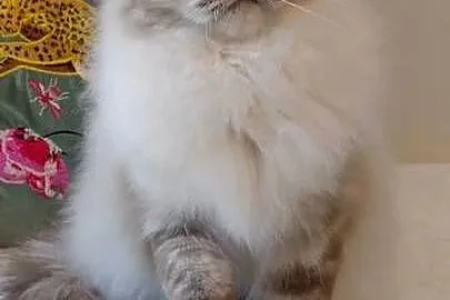 Kocurek ragdoll 2 letni Wrocław, Dolnośląskie