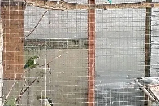Sprzedam stadko mnichy nizinnej, Kujawsko-pomorskie, Koronowo