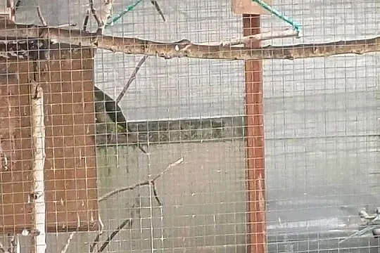 Sprzedam stadko mnichy nizinnej, Kujawsko-pomorskie, Koronowo