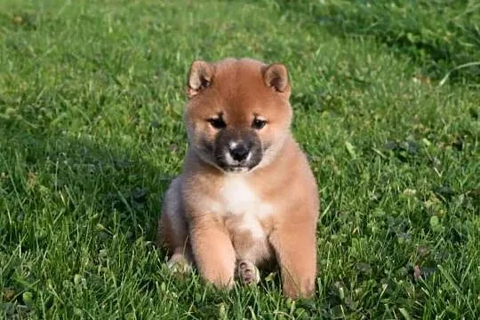 Shiba inu Szeniaki, Opolskie, Strzelce Opolskie
