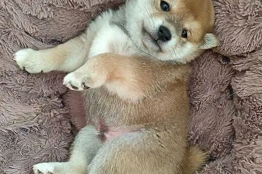 Shiba inu Szeniaki, Opolskie, Strzelce Opolskie