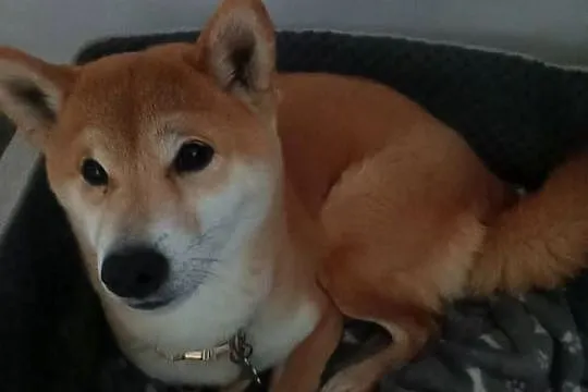 Shiba inu Szeniaki, Opolskie, Strzelce Opolskie
