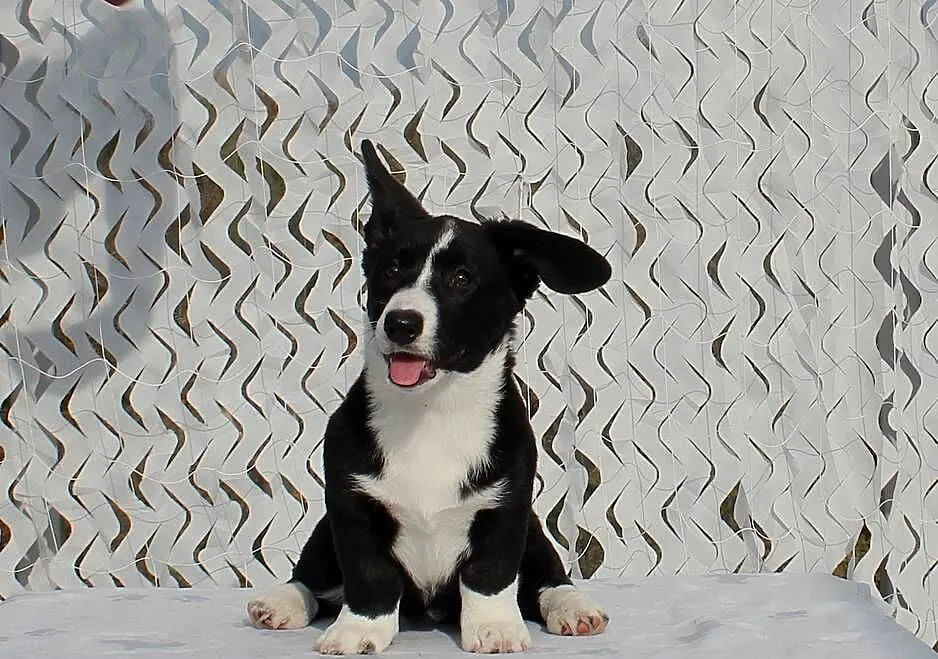 Welsh corgi cardigan, Dolnośląskie, Wrocław