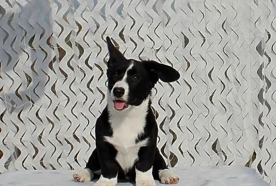 Welsh corgi cardigan, Dolnośląskie, Wrocław