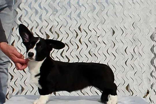Welsh corgi cardigan, Dolnośląskie, Wrocław