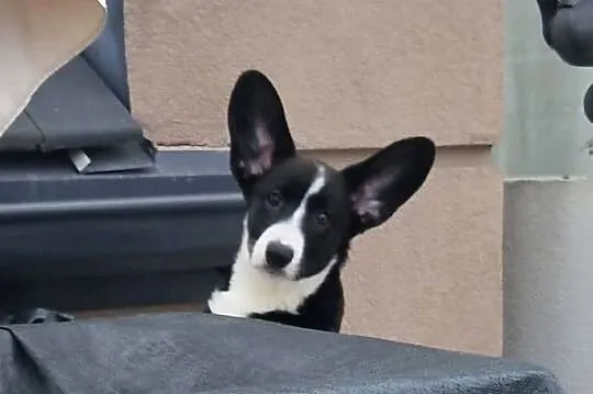 Welsh corgi cardigan, Dolnośląskie, Wrocław