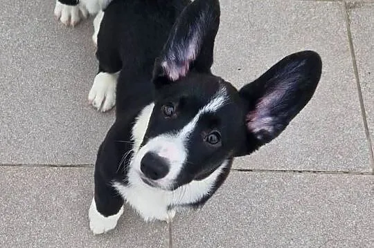 Welsh corgi cardigan, Dolnośląskie, Wrocław