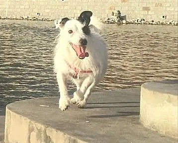 Jack Russell Terrier szuka partnerki, dolnośląski