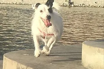 Jack Russell Terrier szuka partnerki,  dolnośląski
