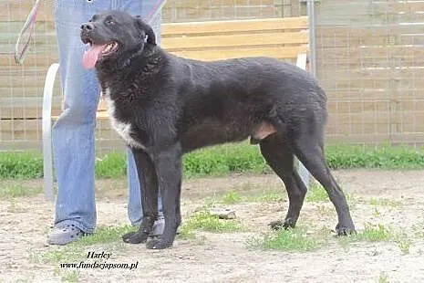 Harley - śliczny, wrażliwy czarny misiek szuka dom