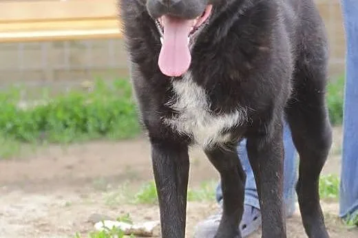Harley - śliczny, wrażliwy czarny misiek szuka dom