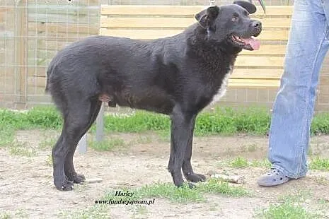 Harley - śliczny, wrażliwy czarny misiek szuka dom