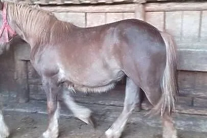 Sprzedam zrebice zimnokwista, Mazowieckie, Gąbin