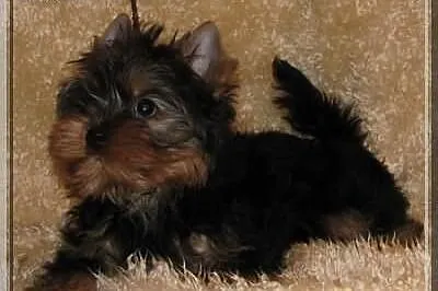 PEDRO - piesek , york , yorki , rodowód ZKwP