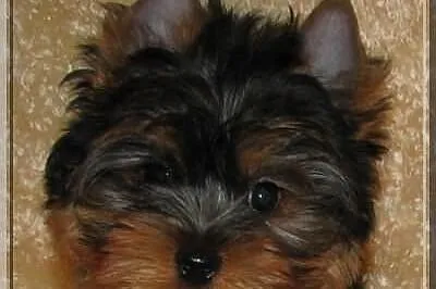 PEDRO - piesek , york , yorki , rodowód ZKwP