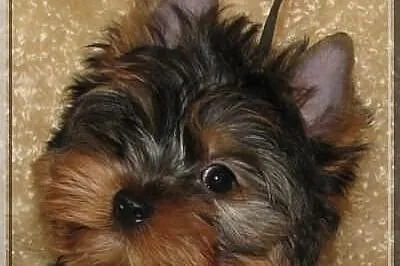 PEDRO - piesek , york , yorki , rodowód ZKwP