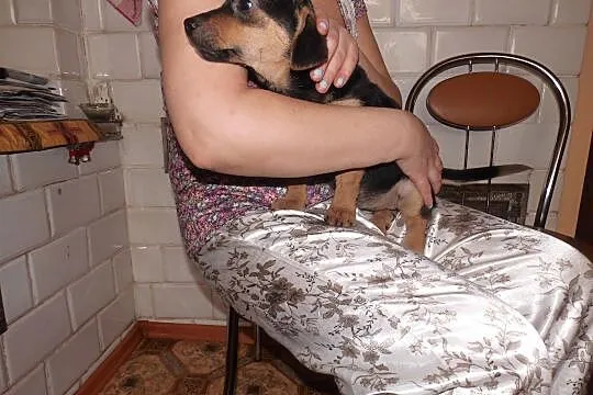 Maleńka 3-miesięczna Inka szuka domu