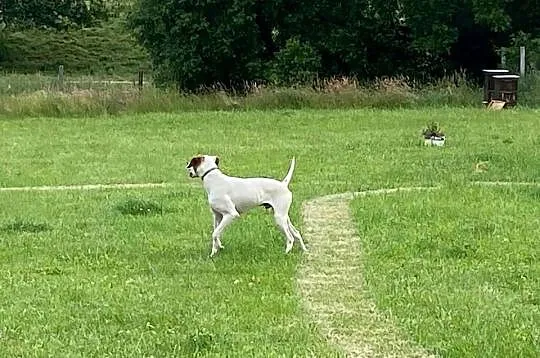 Pointer Angielski FCI 8 Mcy, Śląskie, Tarnowskie Góry