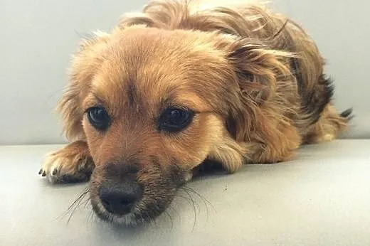 NIUSIA - śliczna, 9 miesięczna sunia do adopcji,  mazowieckie Warszawa