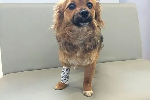 NIUSIA - śliczna, 9 miesięczna sunia do adopcji,  
