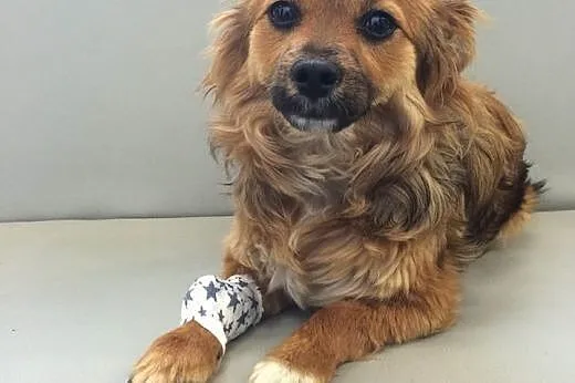 NIUSIA - śliczna, 9 miesięczna sunia do adopcji,  