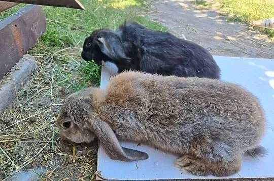 Baran francuski i burgundzkie, Mazowieckie, Wola Rębkowska