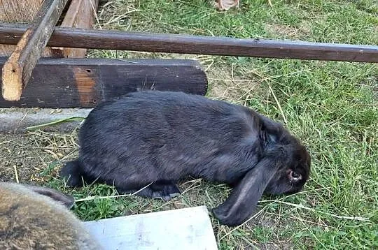 Baran francuski i burgundzkie, Mazowieckie, Wola Rębkowska