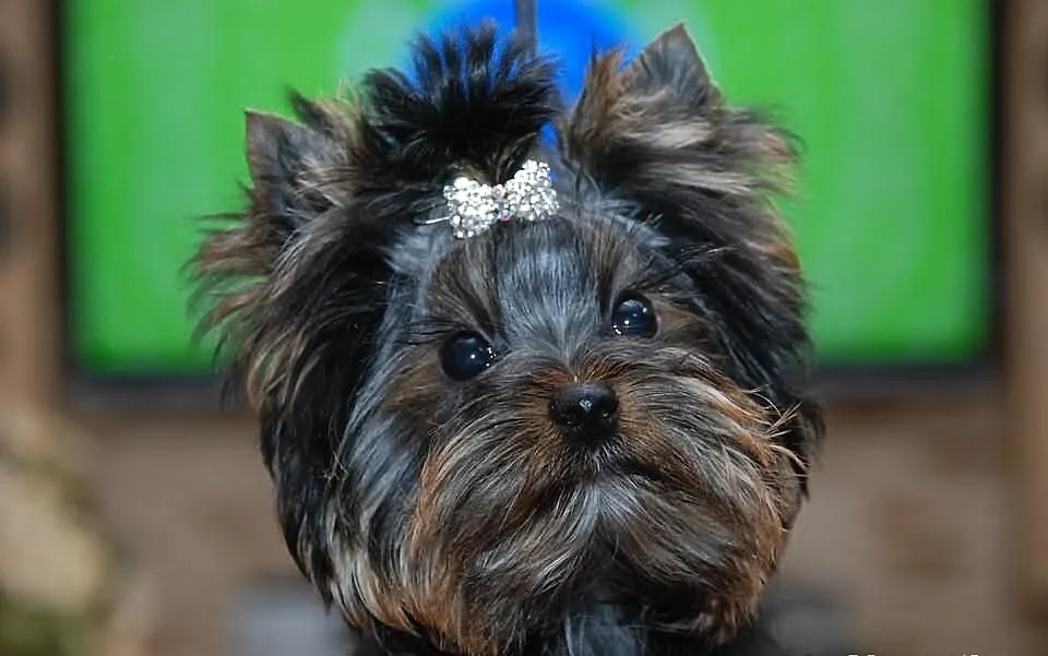 YORK*YORKSHIRE TERRIER*Śliczna sunia* metryka - ZK