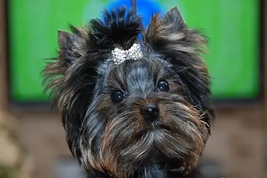 YORK*YORKSHIRE TERRIER*Śliczna sunia* metryka - ZK