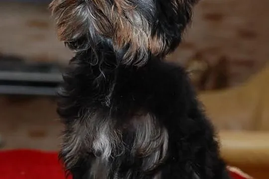 YORK*YORKSHIRE TERRIER*Śliczna sunia* metryka - ZK