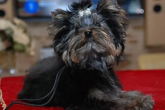 YORK*YORKSHIRE TERRIER*Śliczna sunia* metryka - ZK