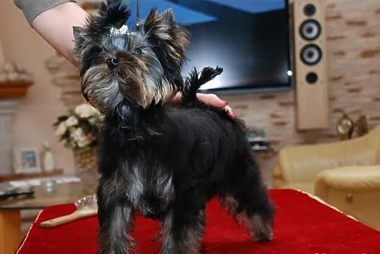 YORK*YORKSHIRE TERRIER*Śliczna sunia* metryka - ZK